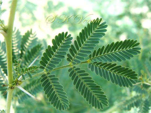  Leaf